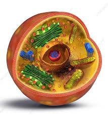 Animal cell definition with cell size and shape. Animal Cell Structure Illustration Stock Image C035 9468 Science Photo Library