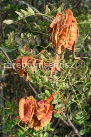 Image result for Tara spinosa