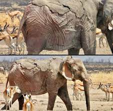 Tragedy in Etosha: Elephant Severely Injured in Recent Wildfires This poor elephant was tragically caught in the recent fires that swept through Etosha National Park, leaving it with serious burns and visible