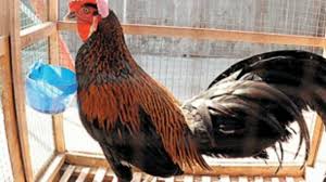 4 ayam termahal asli indonesia harganya rp 40. Ternak Ayam Peru Ninja Filipine Rumahan L3 Manfaatkan Lahan Yg Aman Youtube