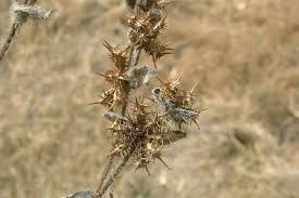 Image result for Acanthospermum hispidum