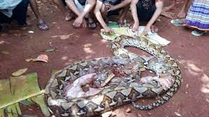Ular sawa makan orang  rare picture . 3 Kasus Manusia Dimakan Ular Paling Mengerikan Merdeka Com