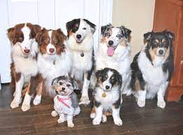 Australian Shepherd Ilovepets Com
