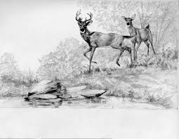Deer Pencil Drawing Pencil Drawings Of Nature Beautiful Pencil Drawings Pencil Drawings Of Animals
