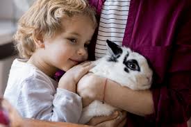 Image result for scabies rabbits ears