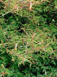 Image result for Calliandra brevipes