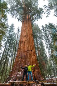 Hyperion, the world's tallest living tree. Sequoia National Park The Biggest Trees In The World E T Abroad