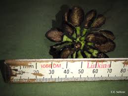 Image result for Annickia