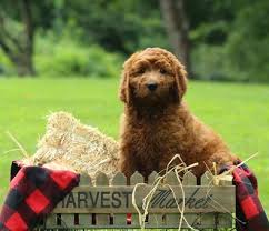 Hello, i am looking to get a golden retriever puppy and currently live in fairfield, ct. Goldendoodle Puppies For Sale Massachusetts American Goldendoodle