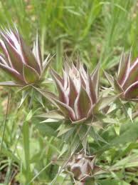 Image result for Macledium zeyheri