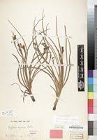 Image result for Hypoxis nyasica