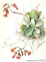 Image result for Cotyledon barbeyi