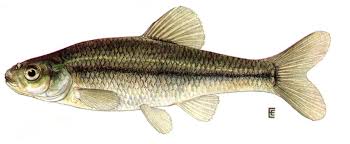 Fathead Minnow Fish Pet Fish Going Fishing