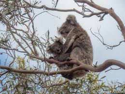 A woman rescued a badly burnt and wailing koala from an australian bushfire on tuesday (november 19).the marsupial was spotted crossing a road amongst the. Things To Do In Kangaroo Island Itinerary For 2021