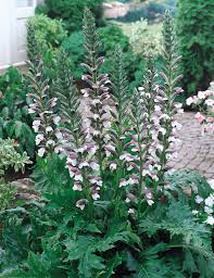 Image result for Acanthus