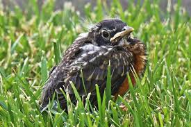 You Found A Baby Bird Now What Baby Robin Bird Care Bird