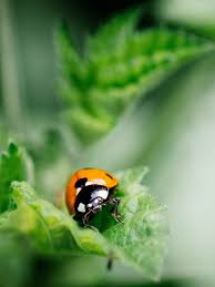 No plans, i just saw a photo of one and made it to be similar. How To Attract Ladybugs To Your Garden And Why You Want To Garden Betty