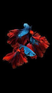 Top 30 Best Hd Wallpaper Images For Android Mobiles Fish Wallpaper Iphone Fish Wallpaper Colorful Fish