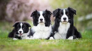 From our guide, you should be able to choose whether the border collie poodle mix is the ideal puppy for you. Border Collie Puppies For Sale Near Maine From Certified Border Collie Puppy For Sale Nea Border Collie Puppies Border Collie Breeders Collie Puppies For Sale