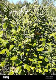 Image result for Curtisia dentata