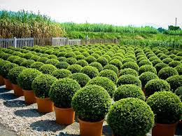 American Boxwood American Boxwood Boxwood Landscaping Hedging Plants