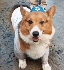 All the best dog with sunglasses drawing 36+ collected on this page. Animals Wearing Yarmulkes Animals Cute Animals Pet Holiday