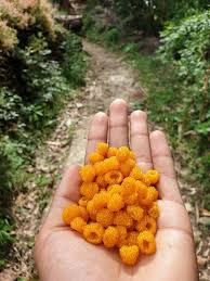 Image result for Trichocladus ellipticus