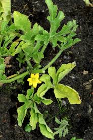 Image result for Oreosyce africana