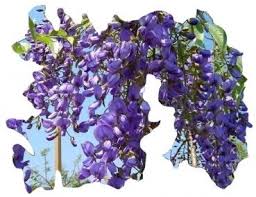 Image result for Bolusanthus speciosus