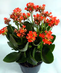 Como Cuidar Kalanchoe Adenium Flores