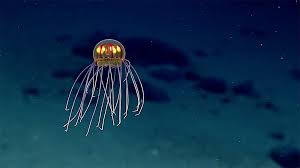 Nueva especie de medusa surrealista descubierta a 3.700 metros de ...