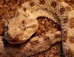 Tour Egypt The Snakes Of Egypt Reptiles Viper Snake Poisonous Snakes