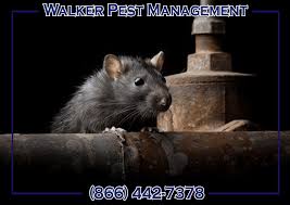 We pride ourselves in quality service performed by quality technicians you would feel comfortable with in your. Pest Control For Mice Rats Removal Greenville Spartanburg Anderson Columbia Lexington