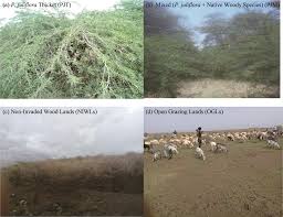 Image result for Hypertelis bowkeriana