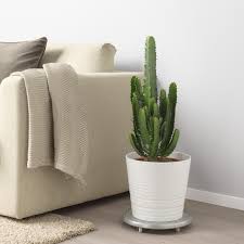 The art itself is also great. Euphorbia Acrurensis Potted Plant Ikea
