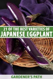 21 Of The Best Japanese Eggplant Varieties Gardener S Path In 2021 Eggplant Varieties Eggplant Eggplant Plant