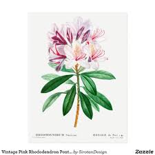 Vintage Pink Rhododendron Ponticum Botanical Postcard Zazzle Com In 2020 Vintage Pink Postcard Postcard Size