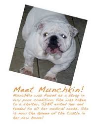 California dog rescues.if you are looking to adopt a specific breed of dog, look no further! 7 San Diego Bulldog Rescue Ideas Bulldog Rescue Bulldog Rescue