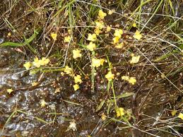 Image result for Utricularia subulata