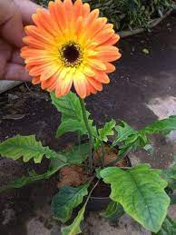 Selain sebagai bunga potong, gerbera adalah salah satu jenis bunga favorit sebagai tanaman hias di taman maupun pot. Jual Tanaman Gerbera Orange Bibitbunga Com