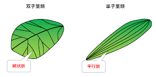 中1 中2生物 根 茎 葉のつくり 中学理科 ポイントまとめと整理
