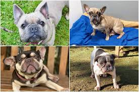 There are a number of reputable frenchie rescue organizations throughout the usa. Hope Rescue Urges Don T Buy Flat Nosed Dogs Like Pugs Or Bulldogs South Wales Argus