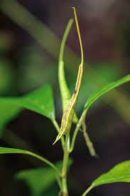 Image result for Dorstenia psilurus