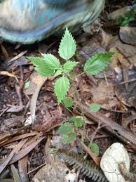 Image result for Droguetia