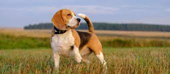 Or check out the complete list of all beagle rescues in the usa! Beagle Puppies For Sale Greenfield Puppies