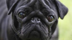 German city seizes pug, sells it on eBay | News | DW | 28.02.2019