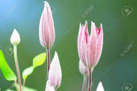We did not find results for: Clematis Flower Buds In The Garden Stock Photo Picture And Royalty Free Image Image 17898315