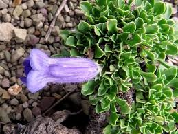 Image result for Aptosimum procumbens