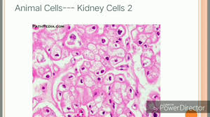 Maybe you would like to learn more about one of these? 3 1 Microscopic World Animal Cells And Plant Cells 20june Youtube