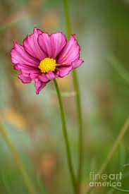 Summer Love Photograph Summer Love Fine Art Print Cosmos Growing In A Field By Diana Graves Cosmos Flowers October Birth Flowers Flowers Photography